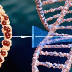 Антропогенез: эволюция человека - Comparison of fetal membranes in mammals